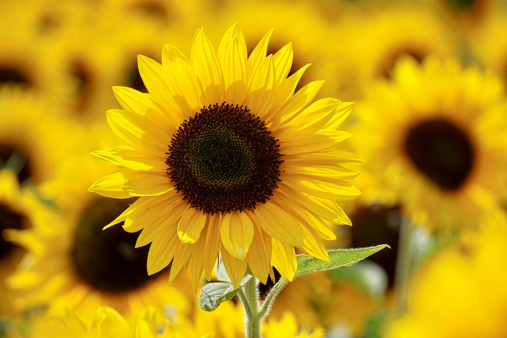 Tips for Growing Sunflowers with Toddlers